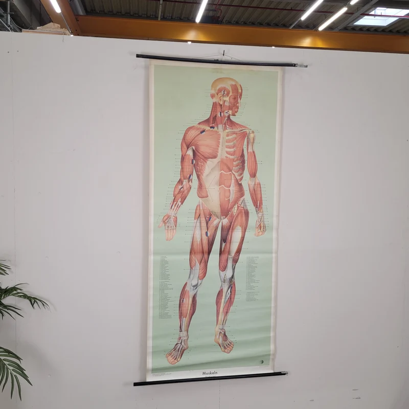 Vintage Schulwandkarte Muskeln Anatomie – Lehrtafel Rollbild Wanddeko