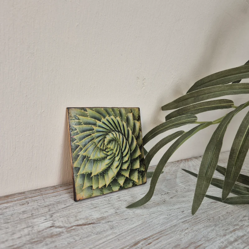 Untersetzer Sukkulente Agave Holz Quadratisch 10x10 Deko Küchenbedarf