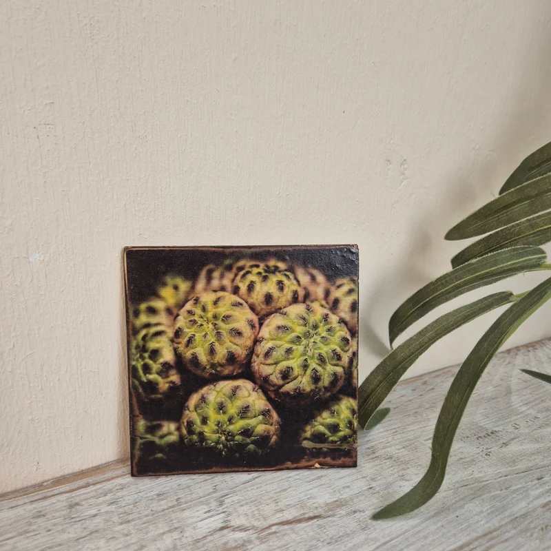 Untersetzer Kaktus Mammillaria compressa Holz Quadratisch 10x10 Deko Küchenbedarf