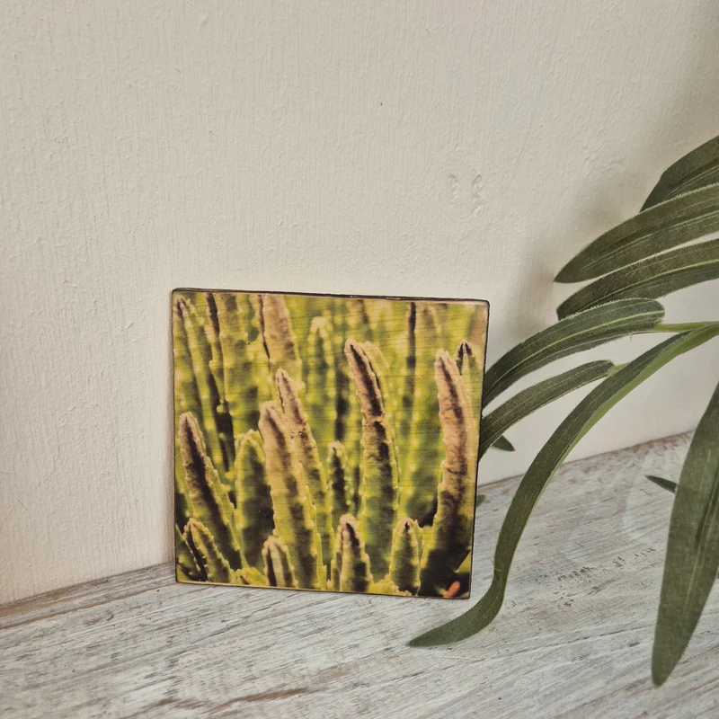 Untersetzer Kaktus Euphorbia erytrea Holz Quadratisch 10x10 Deko Küchenbedarf