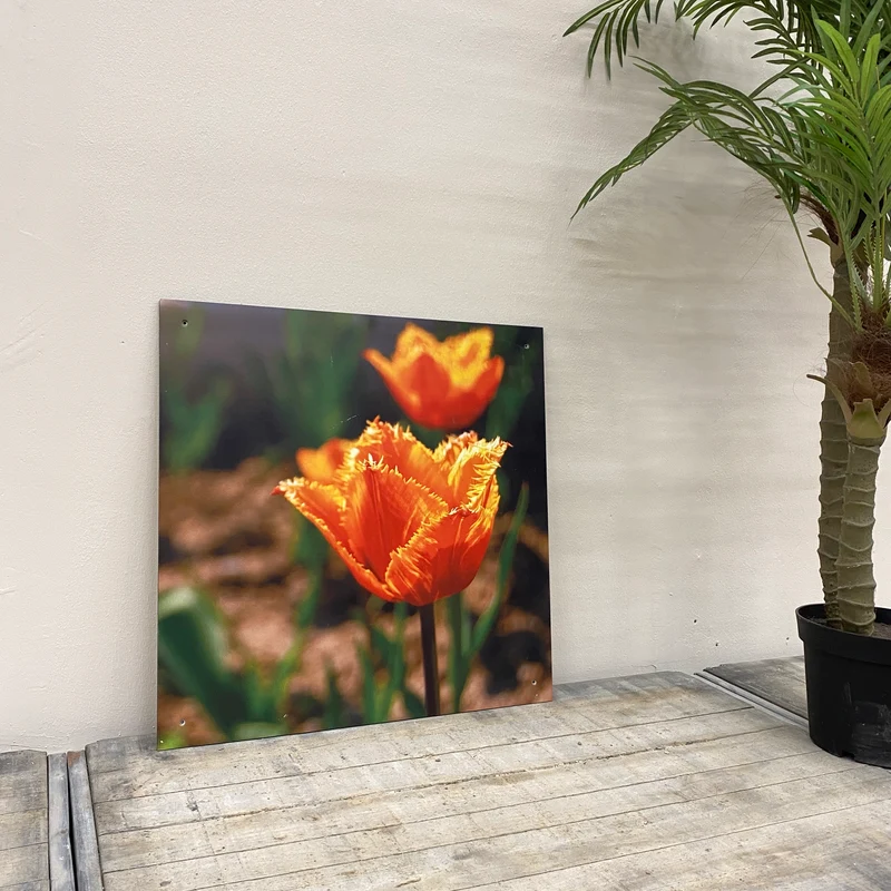 Wandbild Alu-Dibond Fransentulpe Fotodruck Natur Deko Bild gebraucht